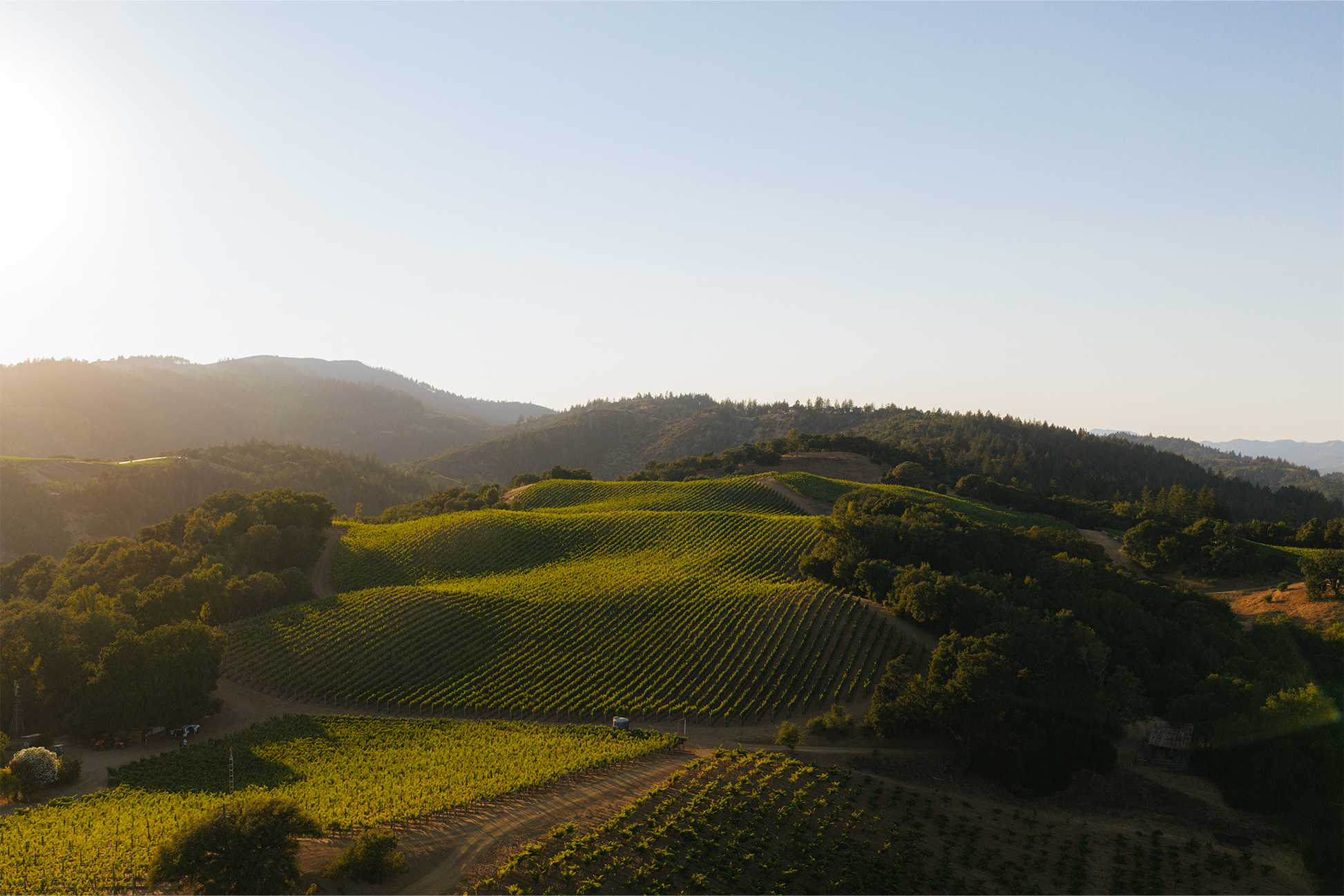 Aerial view of a green vineyard on rolling hills surrounded by trees, with mountains in the background under a clear sky and sunlight coming from the left side of the image.