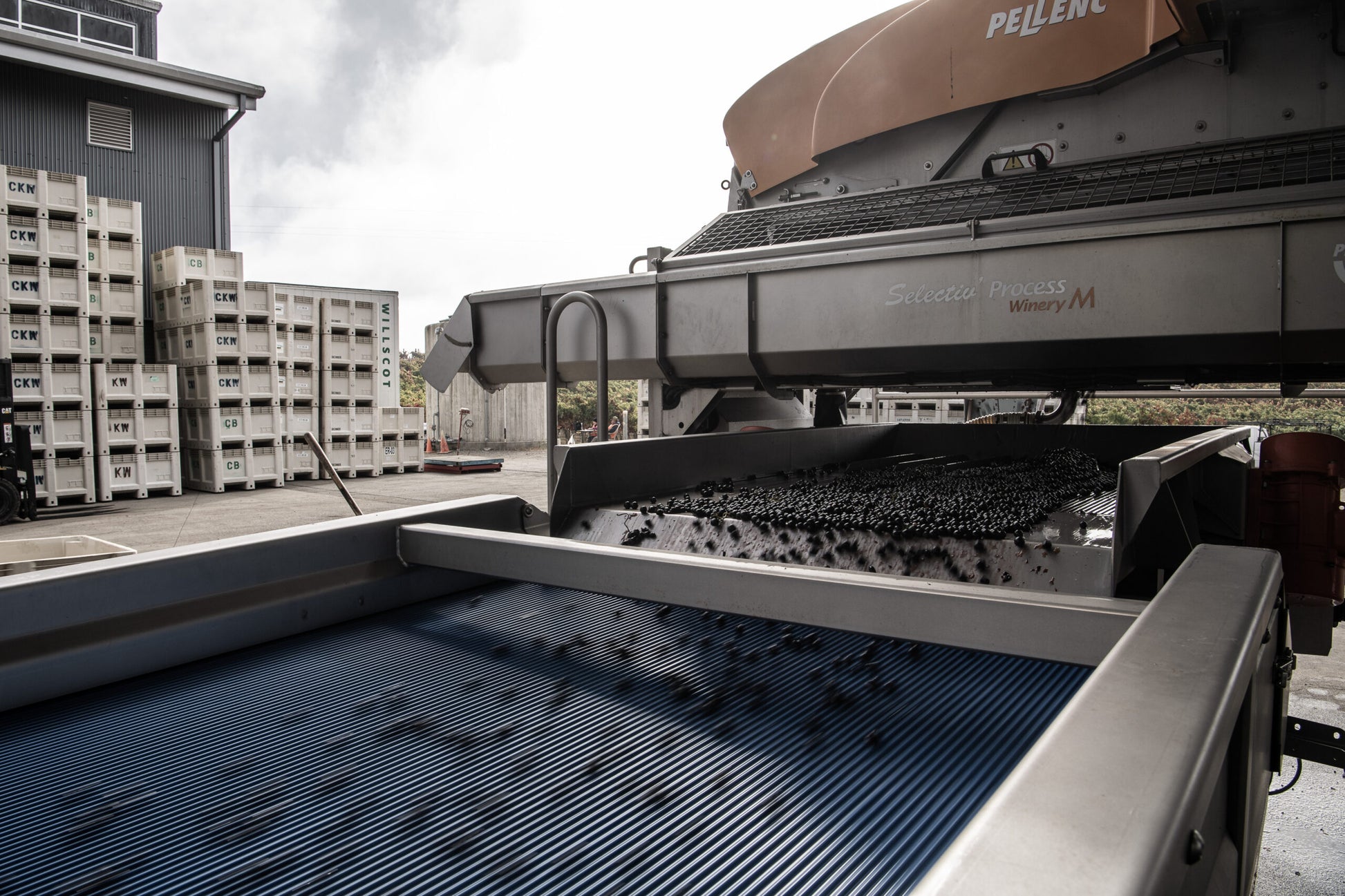 A grape processing machine sorts and processes grapes on a conveyor belt outdoors, with stacked crates and a building visible in the background.