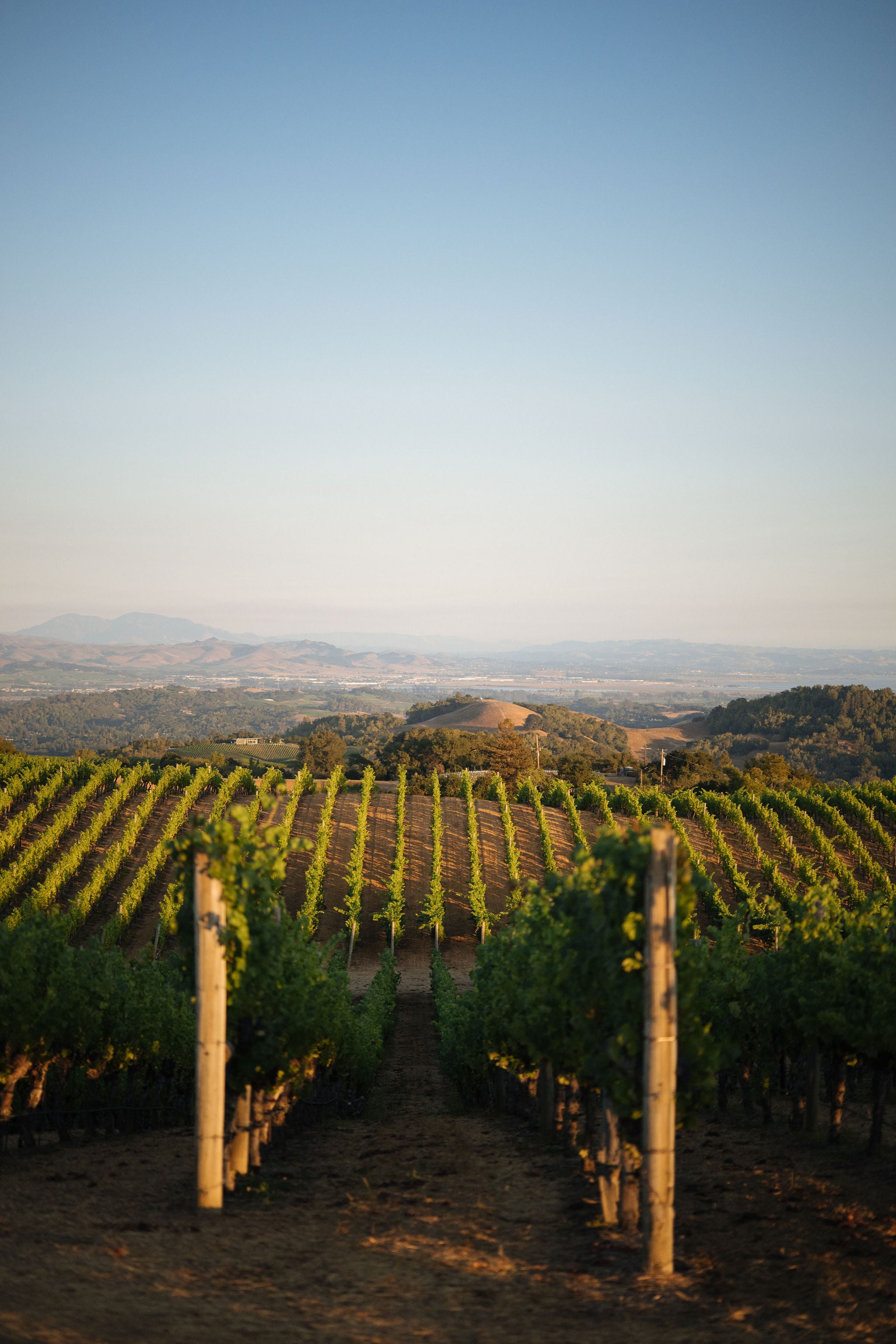 2024 Brandlin Sauvignon Blanc, Mount Veeder | Brandlin Estate