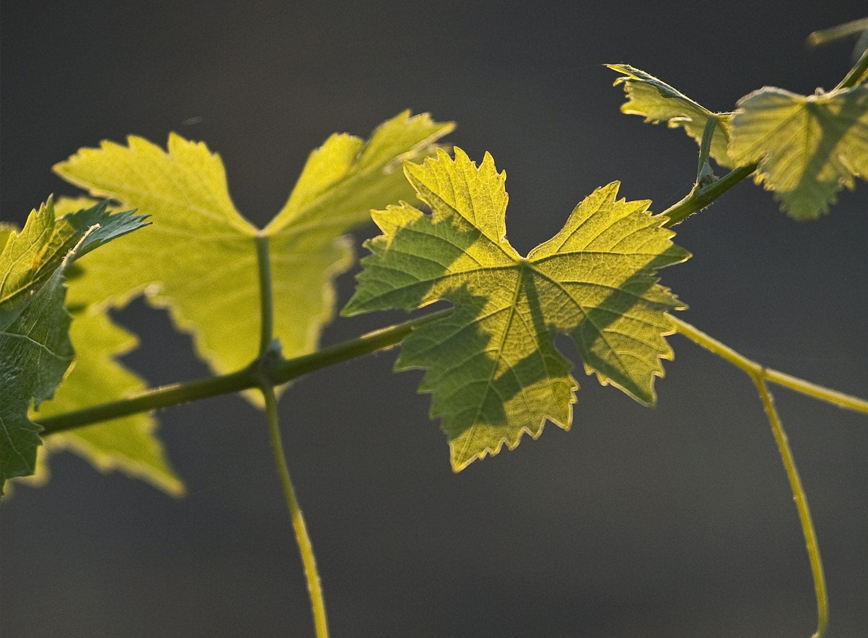 Close-up of green grapevine leaves backlit by sunlight, showing serrated edges and visible veins, with a blurred dark background.