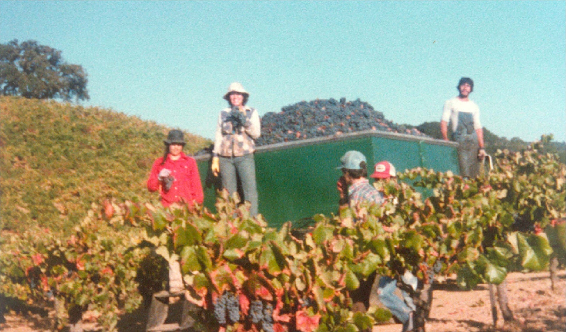 Several people are harvesting grapes in a vineyard. Some stand among grapevines, while others stand near a large green container filled with grapes on a sunny day.