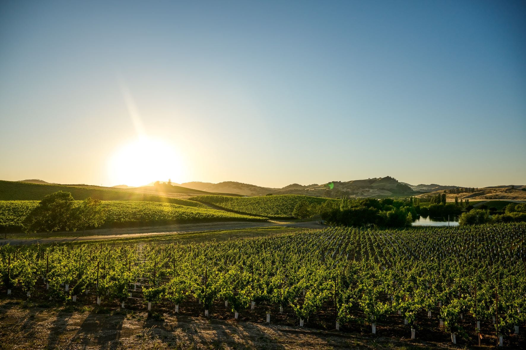 Rows of grapevines stretch across a vineyard at sunset, with the sun low on the horizon, hills in the background, and a small pond to the right.