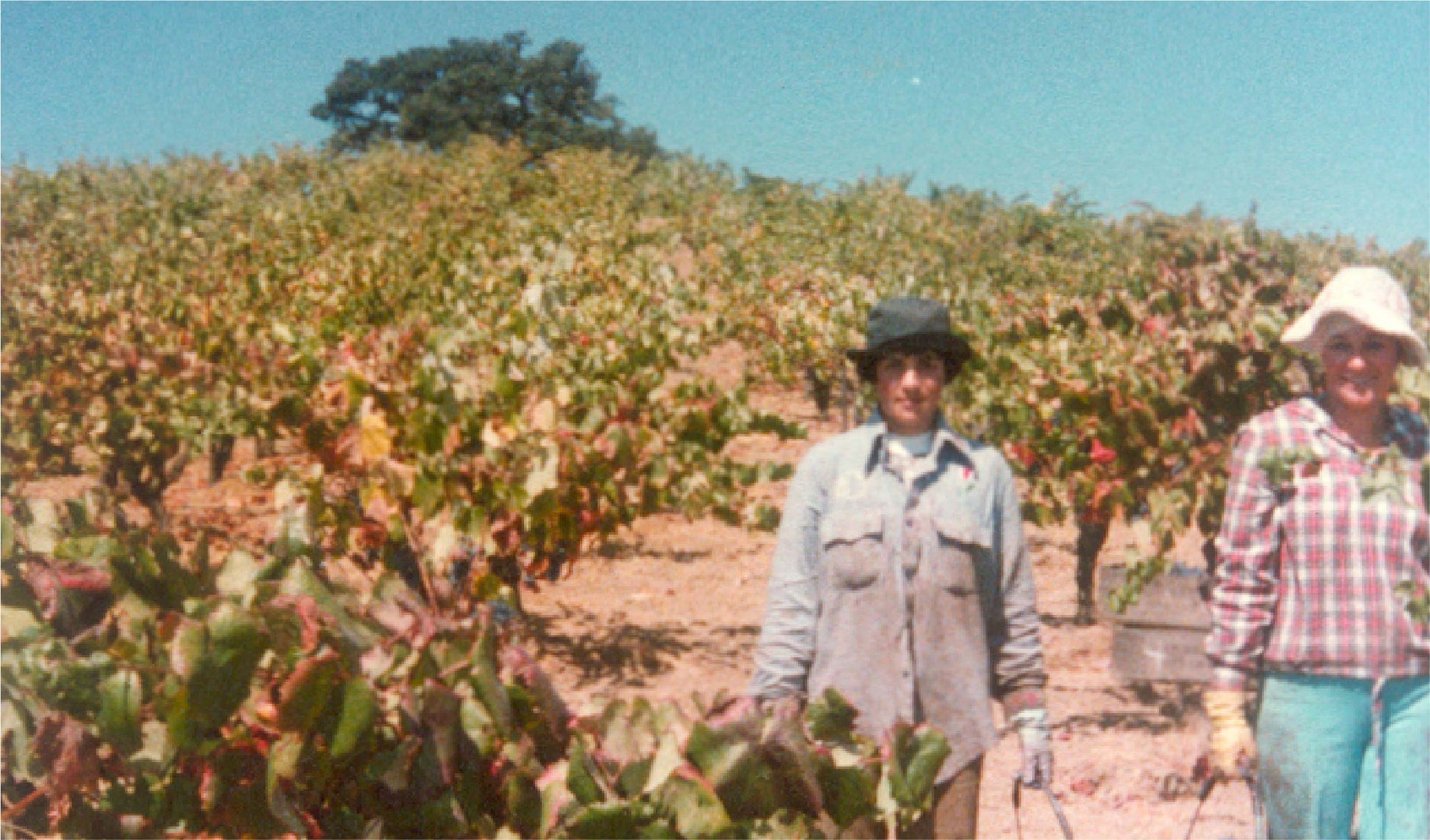 Two people stand in a vineyard on a sunny day, surrounded by rows of grapevines. Both are wearing long-sleeve shirts, hats, and gloves. The background shows a slope with more vines and a large tree at the top.