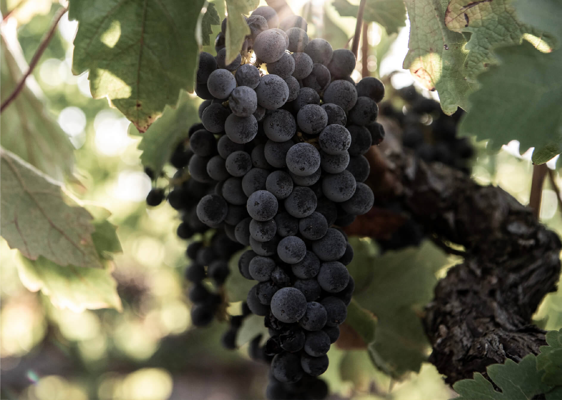 A close-up view of a cluster of dark purple grapes hanging from a vine, surrounded by green leaves and illuminated by sunlight.