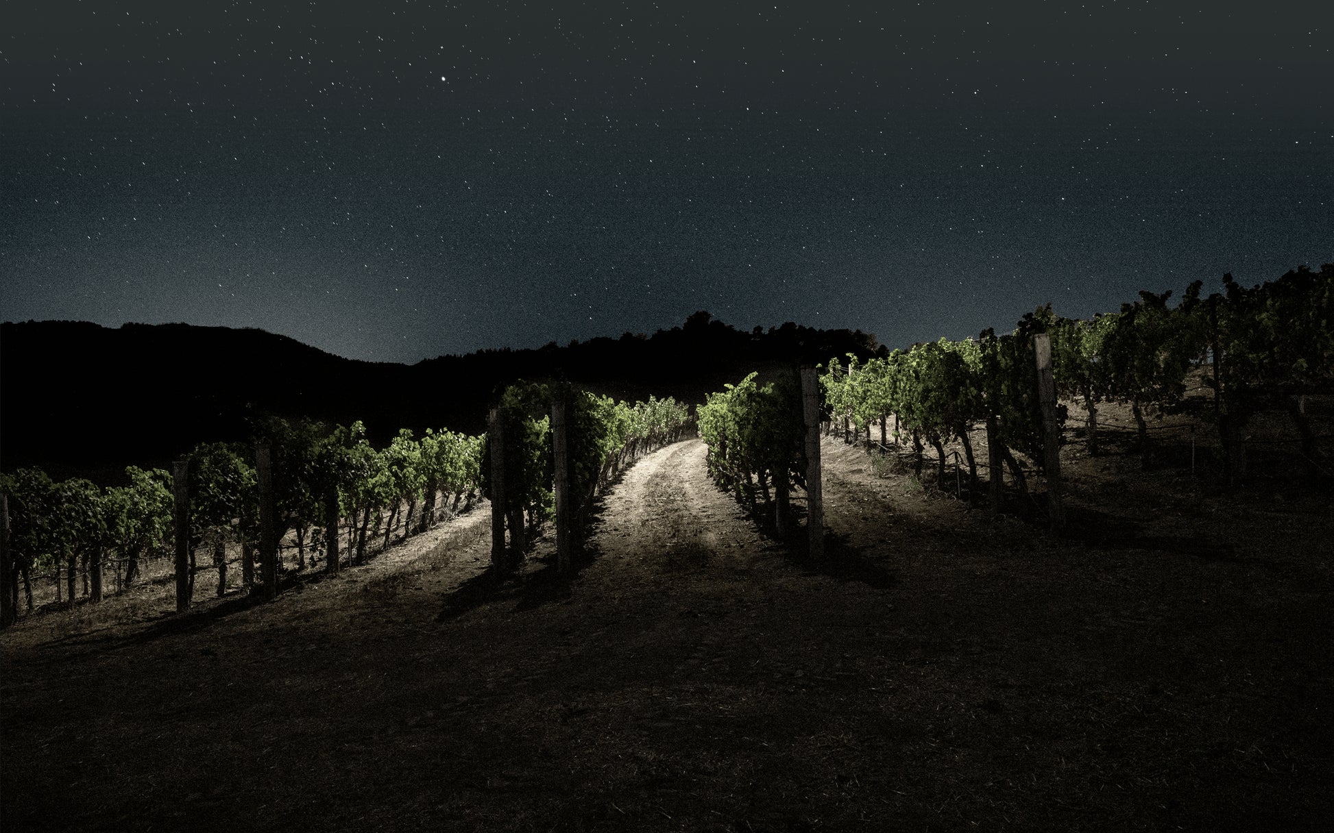 A vineyard at night is illuminated by artificial light, casting shadows on the ground. Rows of grapevines are visible, with a dark hill and a starry sky in the background.