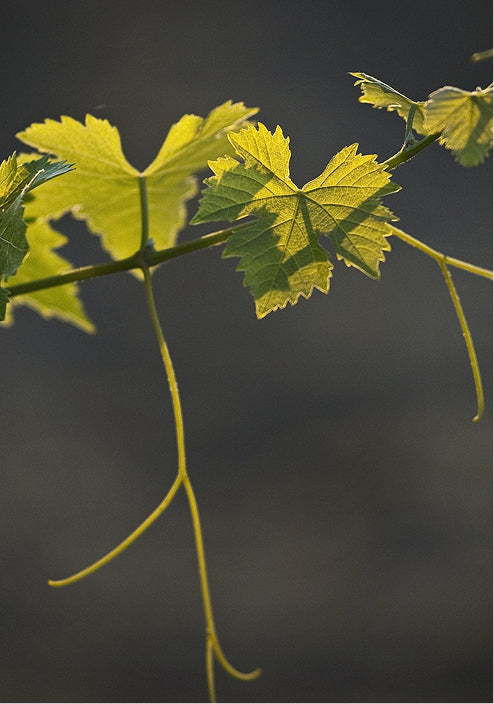 Close-up of 2021 Brandlin Estate Cabernet Sauvignon ThS vine: serrated green leaves with highlighted veins and two long tendrils, set against a dark, blurred background.
