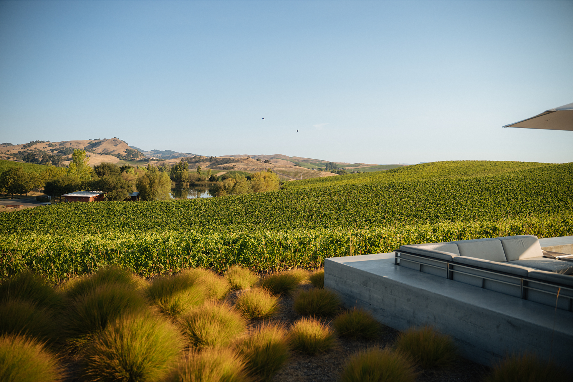 A modern outdoor seating area overlooks rolling green vineyards and distant hills under a clear blue sky, with some birds flying and a small lake visible in the background.