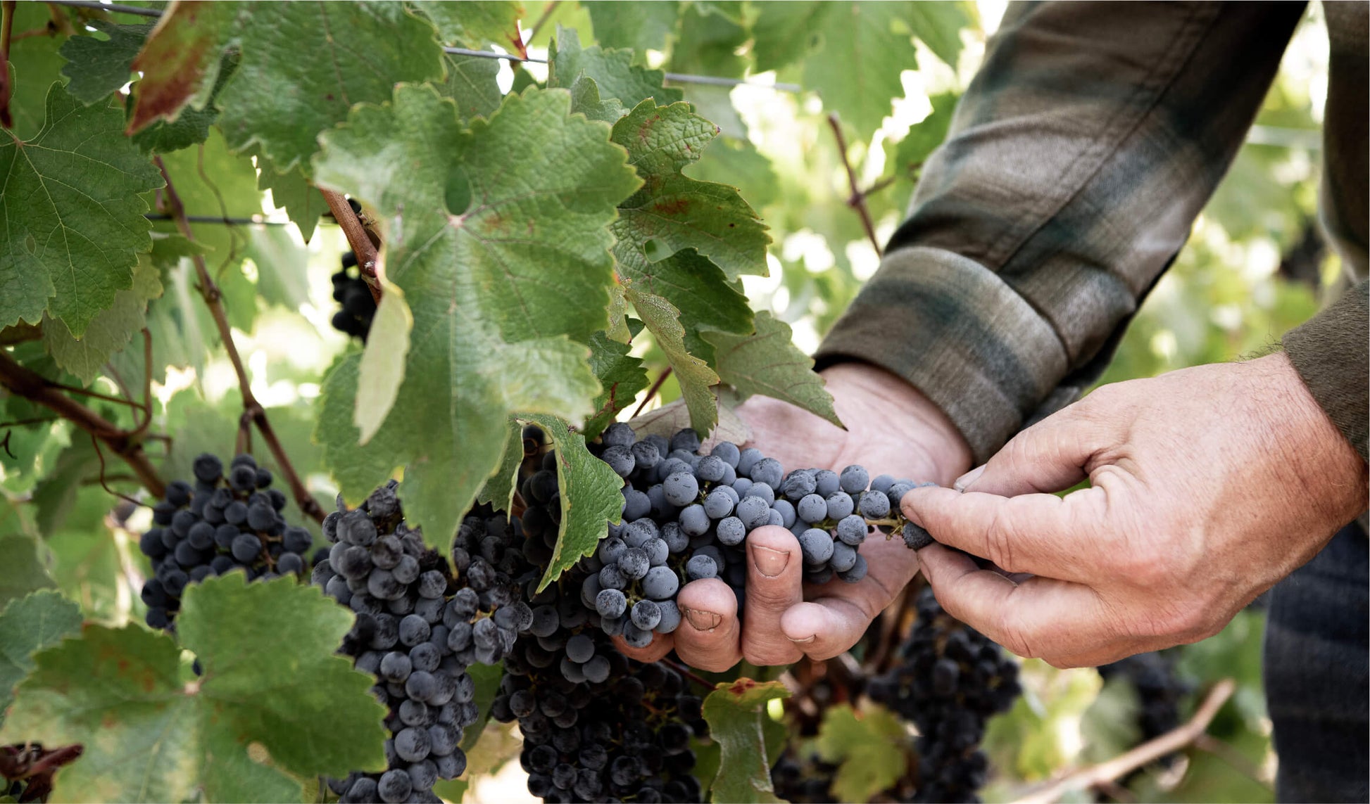 A person in a plaid shirt holds and inspects a bunch of dark purple grapes growing on a vine among green leaves.