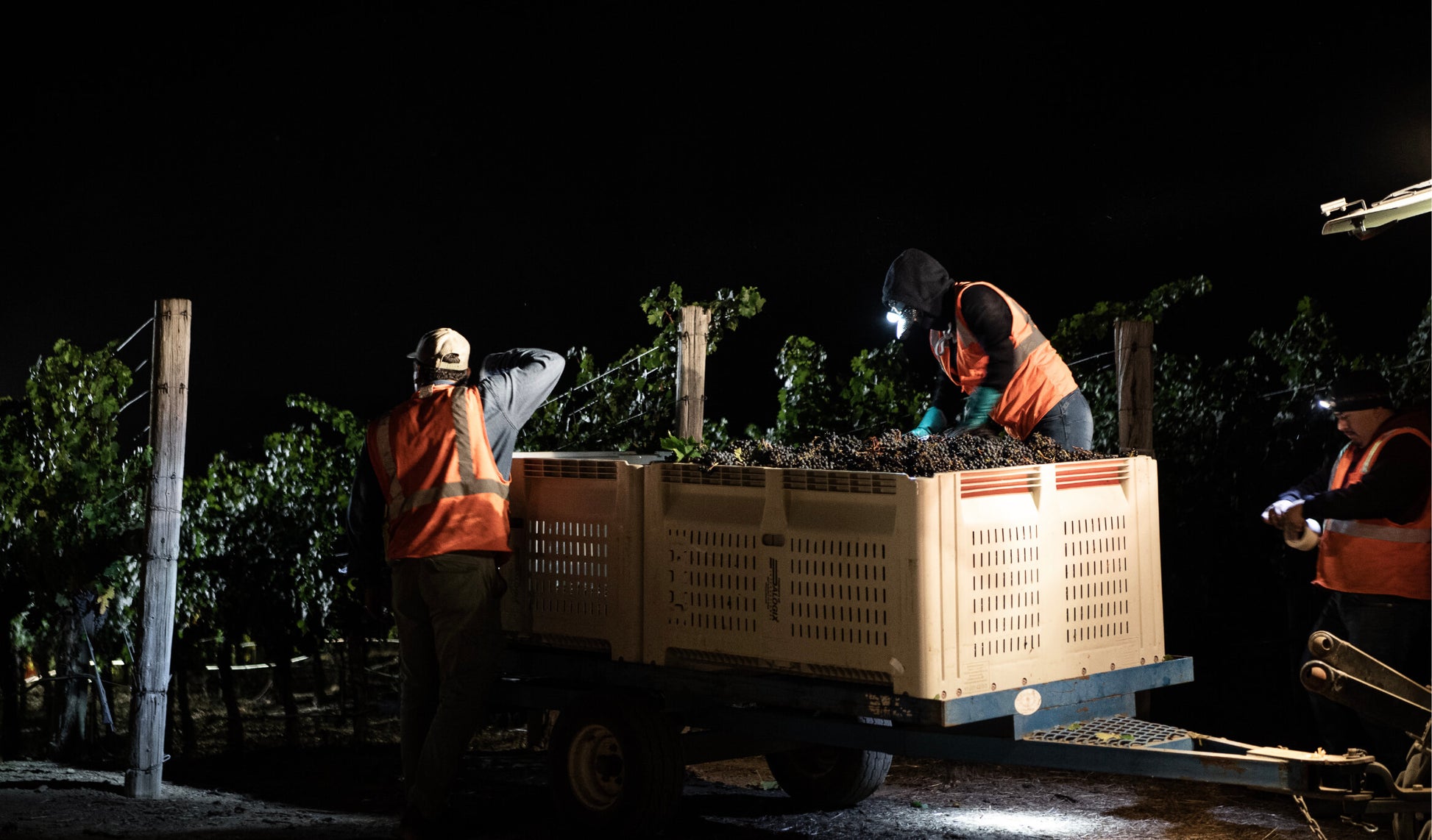 Three workers in reflective vests harvest grapes at night, illuminated by headlamps and a nearby light, placing grape clusters into a large plastic bin on a cart in a vineyard.