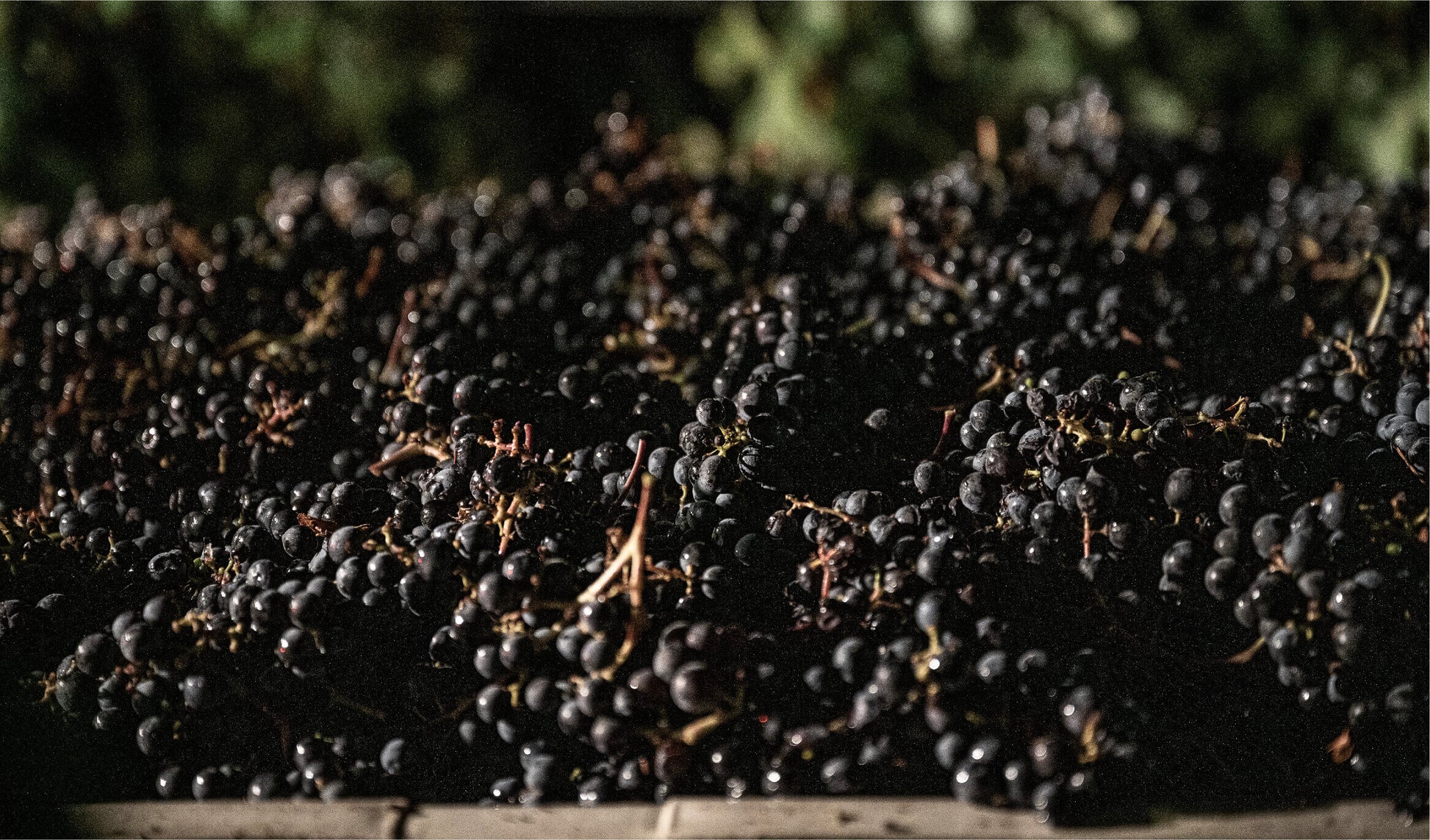 A large pile of dark grapes, some still attached to stems, sits in a container with a blurred green background.
