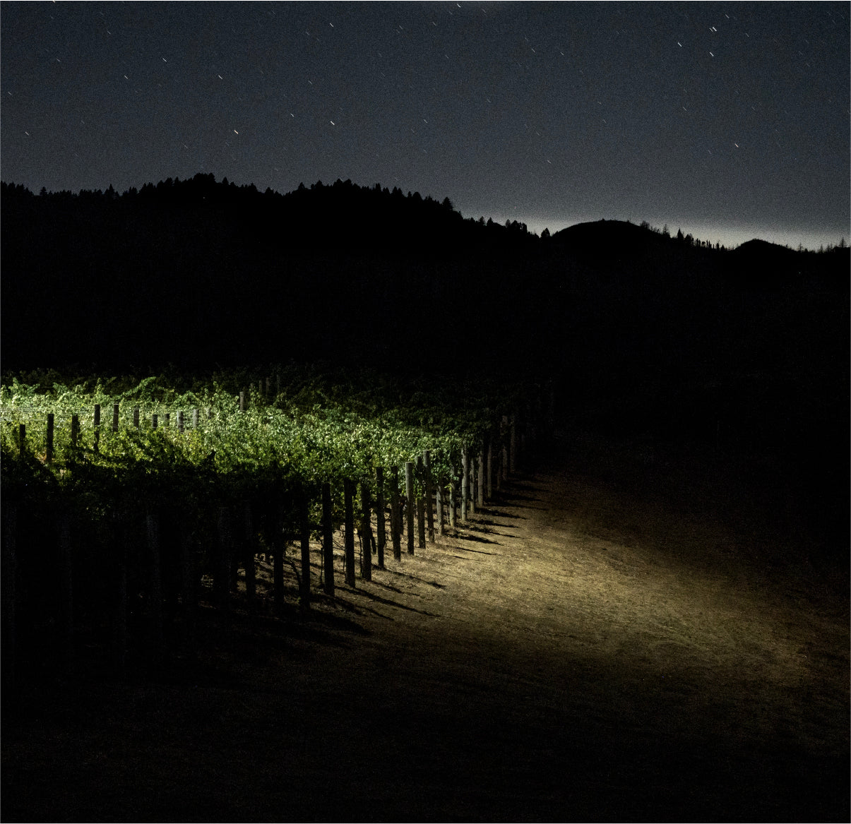 A vineyard at night with rows of grapevines illuminated by a beam of light, while the background remains dark. Stars are visible in the sky above silhouetted hills.