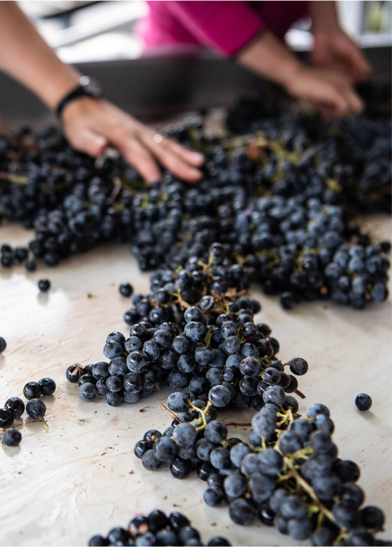Hands sorting through bunches of dark purple grapes spread out on a flat, light-colored surface.