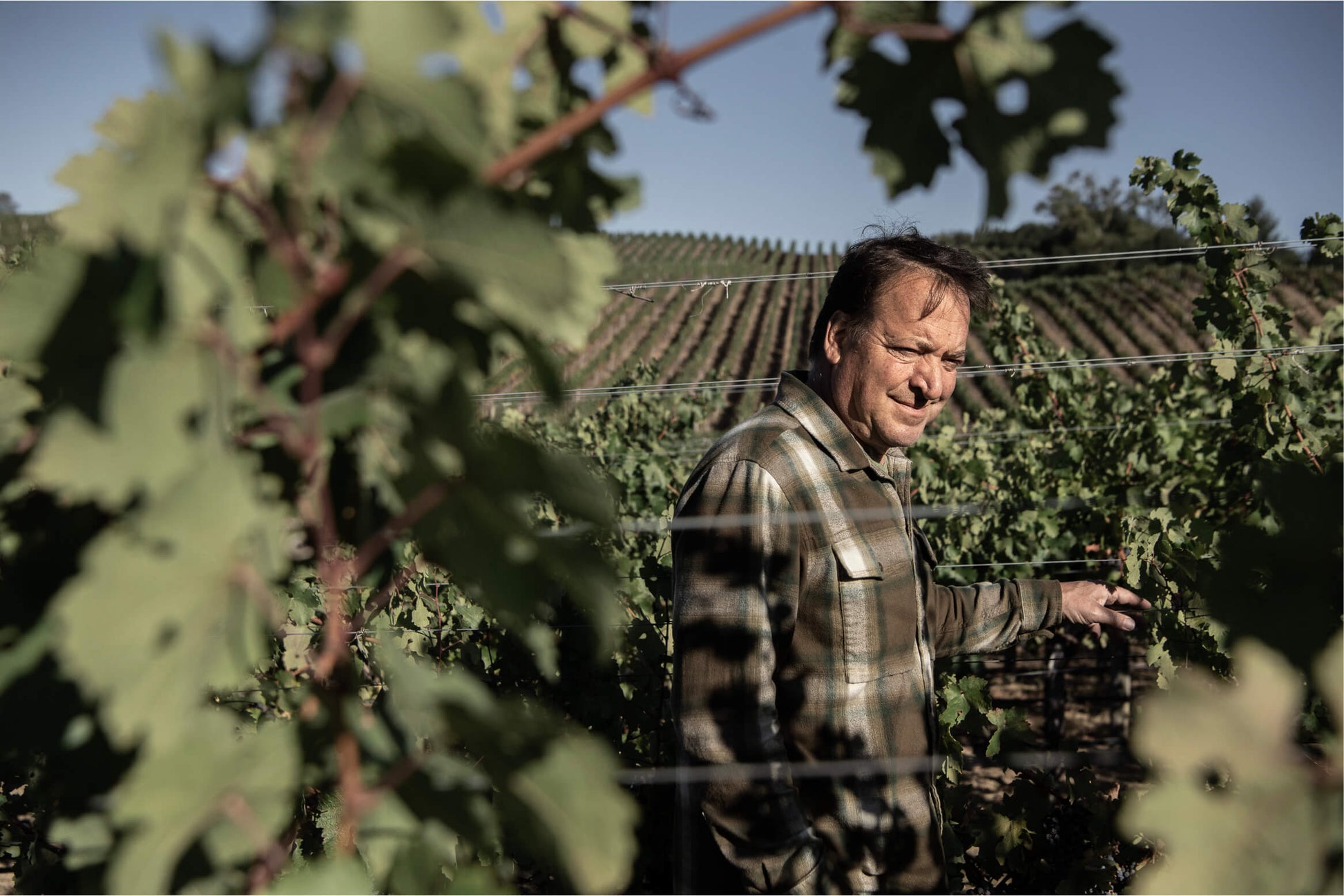 A person wearing a plaid shirt stands among grapevines in a vineyard, with rows of vines and a clear sky visible in the background.
