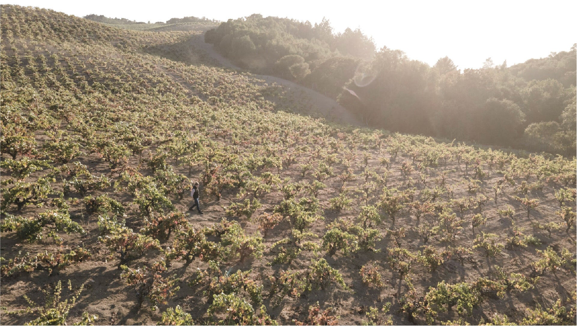 Aerial view of a vineyard on a hillside with rows of grapevines and a single person walking through the vines; trees and sunlight are visible in the background.