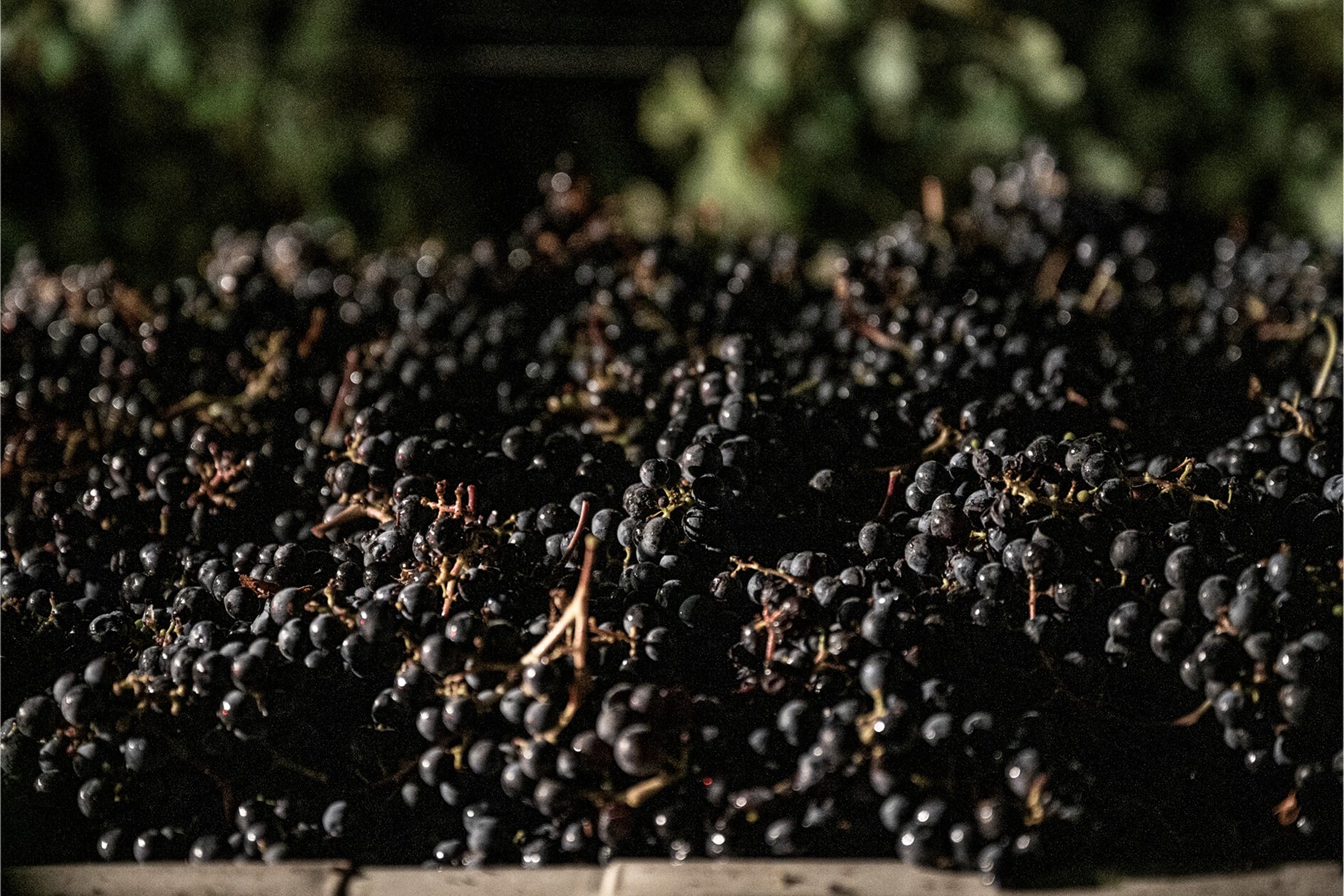A cluster of dark grapes, some still on the stem, rests on a flat surface with greenery in the dim background—echoing the rich character of Cuvaison 12 Bottle Club wines.