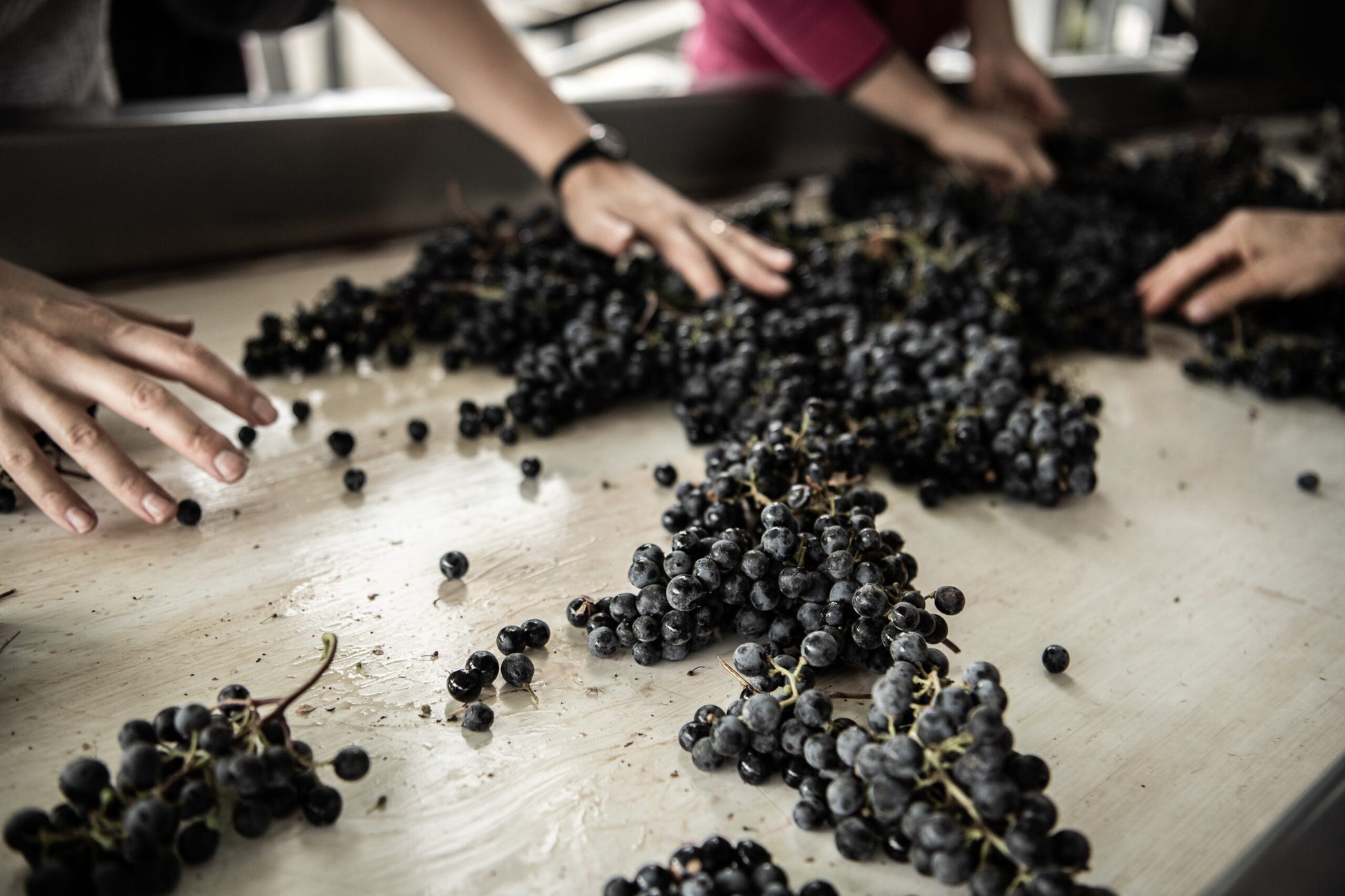 Several hands sort and spread bunches of dark grapes on a flat surface, likely as part of a grape processing or selection process. The grapes are scattered across a light-colored table.