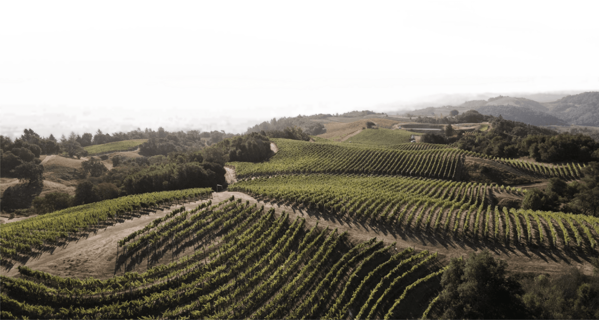 Rows of grapevines stretch across gently rolling hills under a pale sky, with patches of trees and a few small buildings scattered among the vineyard landscape.
