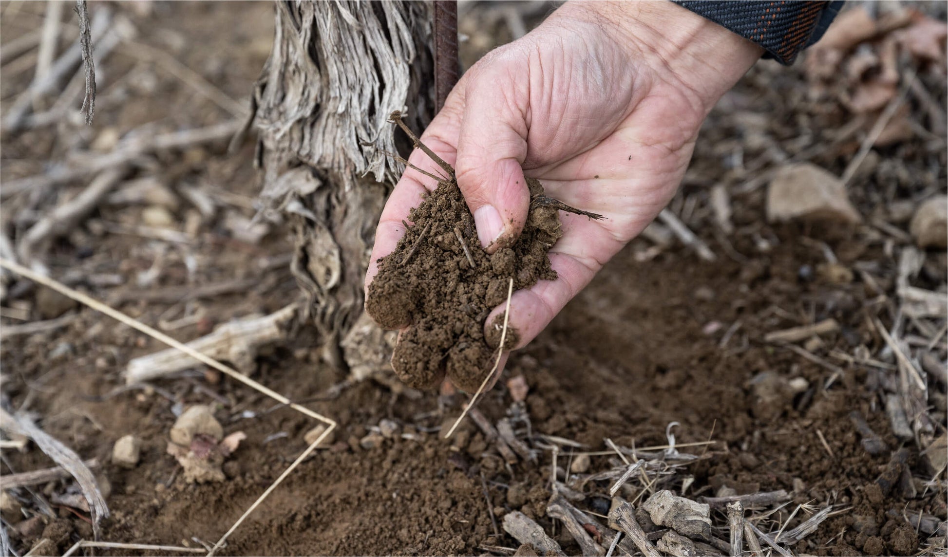 A close-up of a person’s hand holding a clump of soil near the base of a plant outdoors, with dry grass, twigs, and earth visible on the ground.