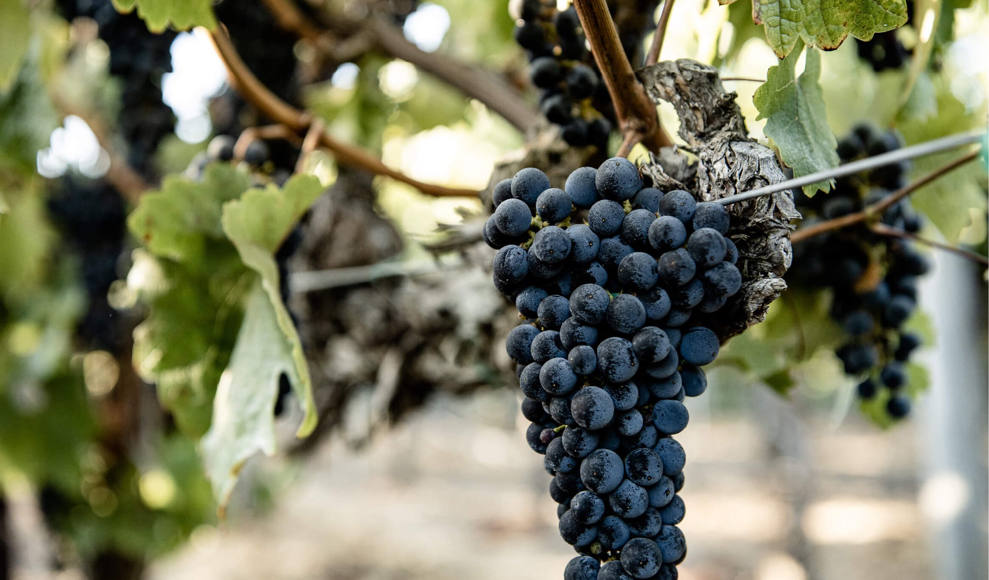 A close-up of a cluster of dark purple grapes hanging from a vine, surrounded by green leaves and supported by a wire trellis in an outdoor vineyard.