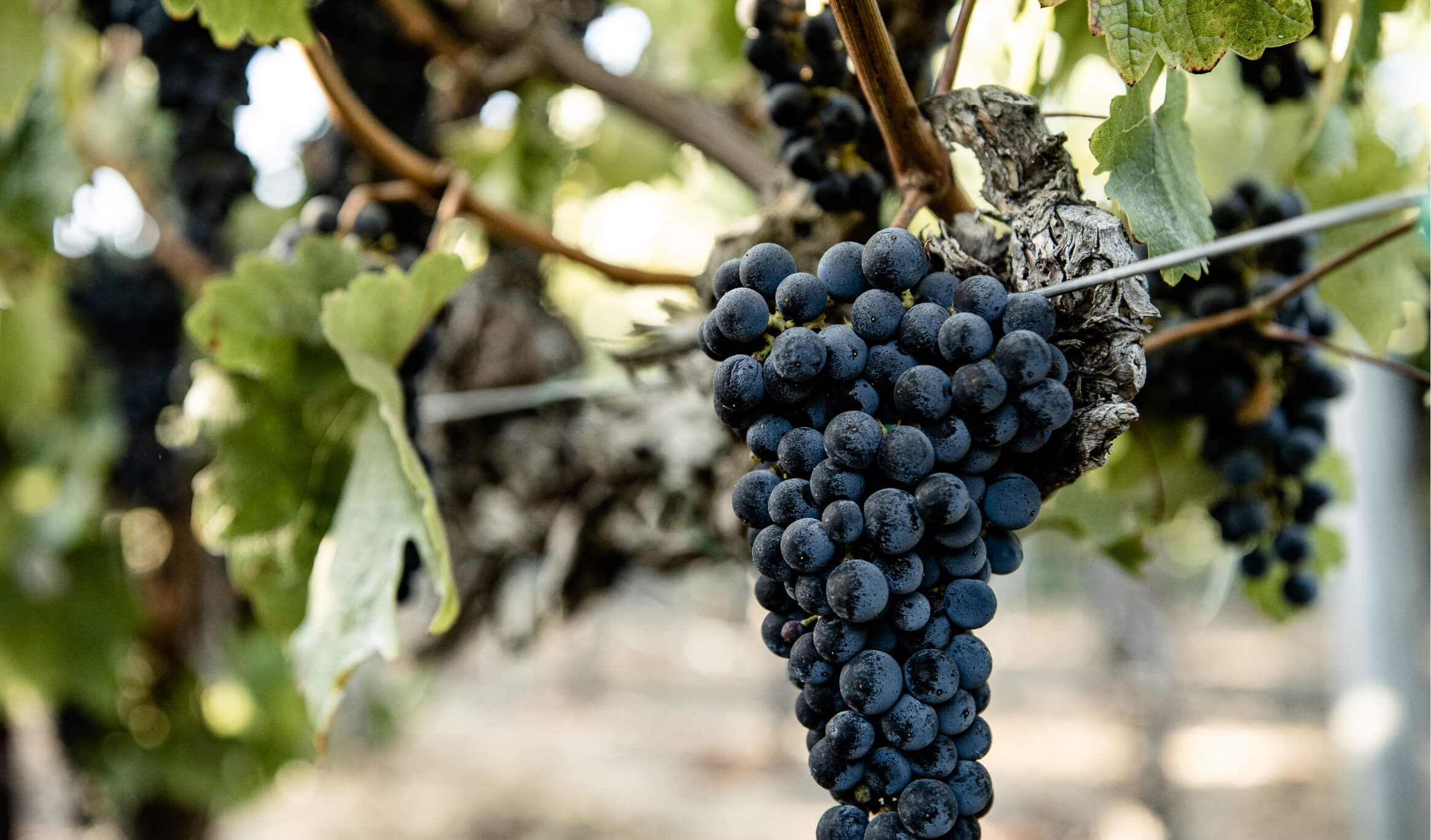 A close-up of a cluster of dark purple grapes hanging from a vine, surrounded by green leaves and supported by a wire trellis in an outdoor vineyard.